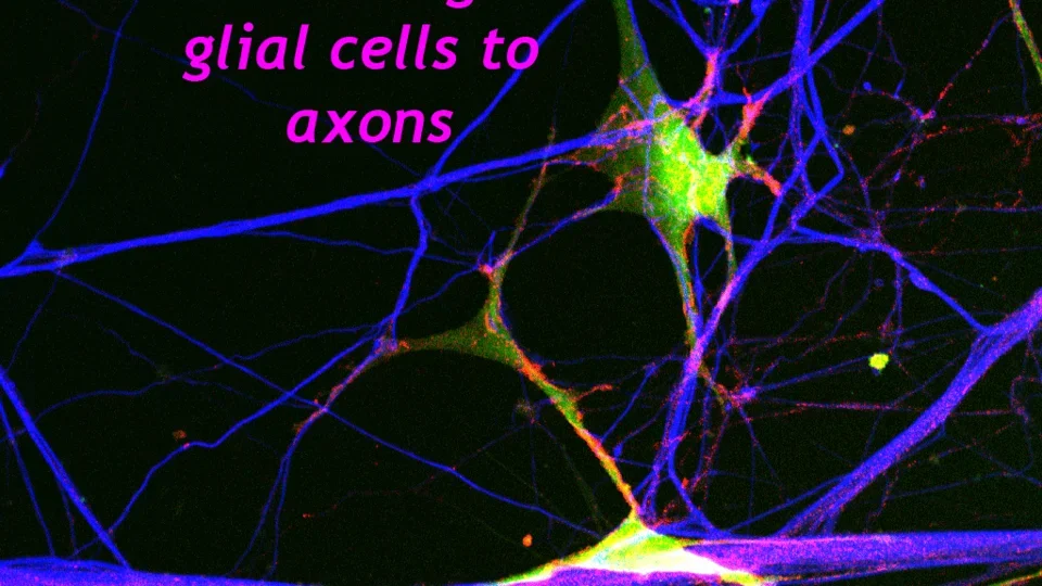 Ncadherin-glia-axons