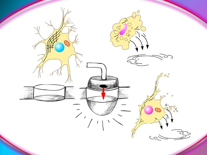 Schematic showing astrocytes in varying stages of health.